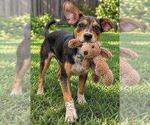 Jake - Sponsored - Reduced Adoption Fee - Male Miniature Pinscher-Unknown Mix Dog for Adoption - Photo #7