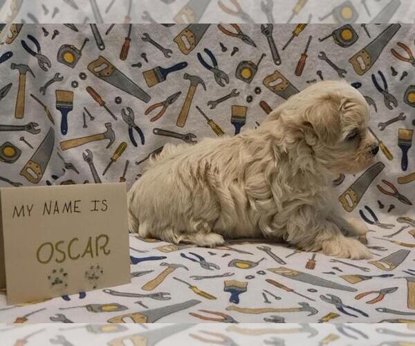 Medium Photo #38 Maltipoo (Miniature) Puppy For Sale in BROOKFIELD, MO, USA