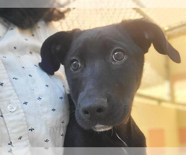 Medium Photo #1 Plott Hound Puppy For Sale in Redwood City, CA, USA