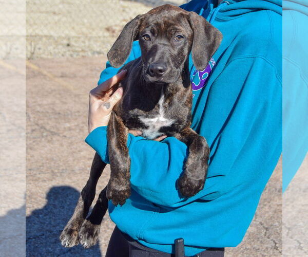 Medium Photo #3 Boxer-Plott Hound Mix Puppy For Sale in Huntley, IL, USA