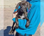 Small #2 Boxer-Plott Hound Mix