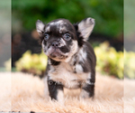 Small #1 French Bulldog