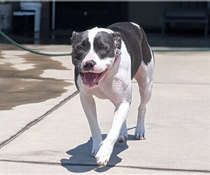 American Pit Bull Terrier Dogs for adoption in Denver, CO, USA