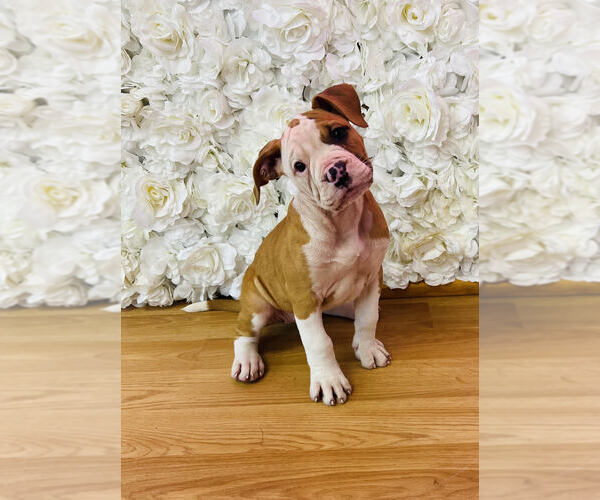 Medium Photo #2 Alapaha Blue Blood Bulldog Puppy For Sale in HUDSON, NH, USA