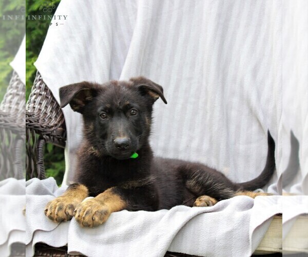 Medium Photo #1 German Shepherd Dog Puppy For Sale in KINZERS, PA, USA