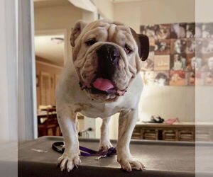 Bulldog Dogs for adoption in Vail, AZ, USA