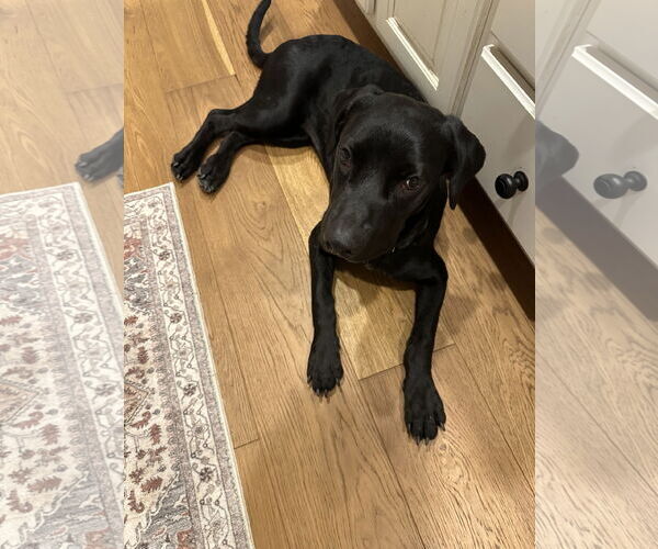 Medium Photo #12 Labrador Retriever-Retriever  Mix Puppy For Sale in Corona, CA, USA