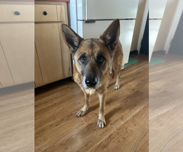 Medium Photo #4 German Shepherd Dog-Unknown Mix Puppy For Sale in Polson, MT, USA