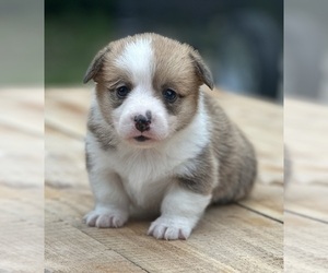 Pembroke Welsh Corgi Puppy for sale in ROLLA, MO, USA