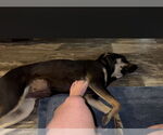 Small #4 Mountain Cur Mix