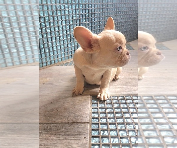 Medium Photo #6 French Bulldog Puppy For Sale in INDIANAPOLIS, IN, USA
