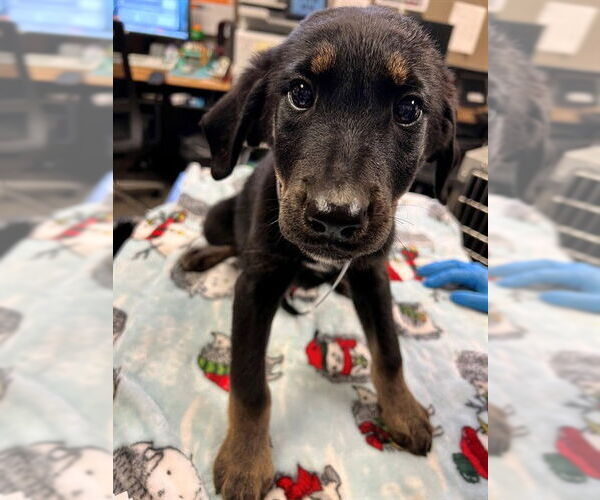 Medium Photo #1 Goberian Puppy For Sale in Downey, CA, USA