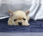 Small #1 French Bulldog