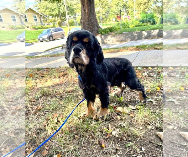 Medium Photo #1 Cocker Spaniel Puppy For Sale in Belleuve, NE, USA