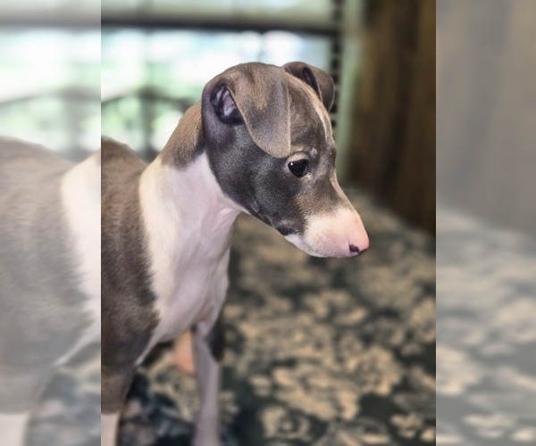 Medium Photo #3 Italian Greyhound Puppy For Sale in NESBIT, MS, USA