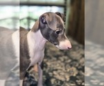 Small #2 Italian Greyhound