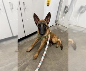 Mutt Dogs for adoption in Rosenberg, TX, USA