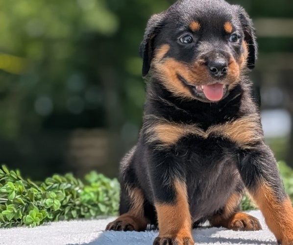 Medium Photo #2 Rottweiler Puppy For Sale in GOSHEN, IN, USA