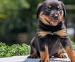 Small #1 Rottweiler