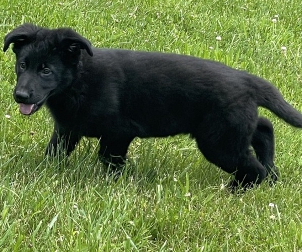 Medium Photo #3 German Shepherd Dog Puppy For Sale in WEST LIBERTY, KY, USA