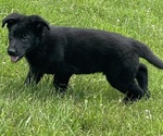 Small #2 German Shepherd Dog