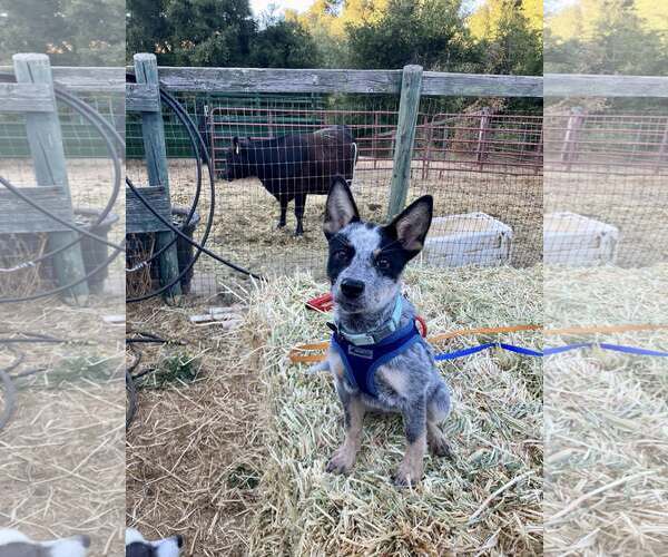Medium Photo #2 Mutt Puppy For Sale in Paso Robles, CA, USA
