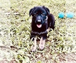 Puppy Violet German Shepherd Dog