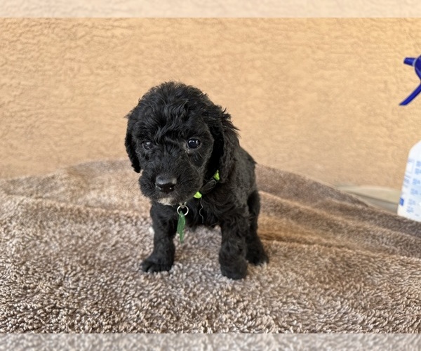 Medium Photo #8 Goldendoodle (Miniature) Puppy For Sale in PAHRUMP, NV, USA