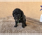 Small Photo #8 Goldendoodle (Miniature) Puppy For Sale in PAHRUMP, NV, USA