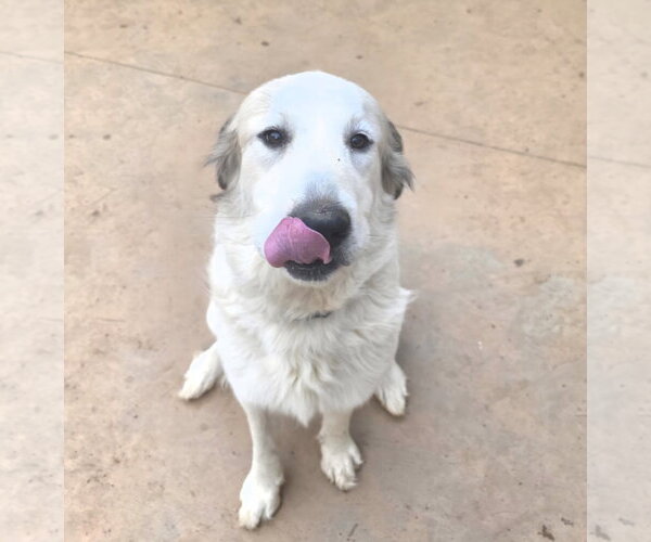Medium Photo #2 Anatolian Pyrenees Puppy For Sale in Thomasville, NC, USA