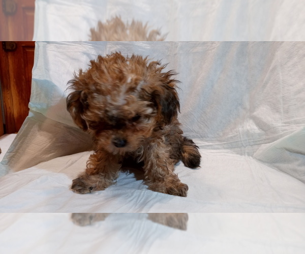 Medium Photo #1 Poodle (Miniature) Puppy For Sale in DUDLEY, MA, USA