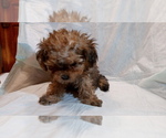 Small Photo #1 Poodle (Miniature) Puppy For Sale in DUDLEY, MA, USA
