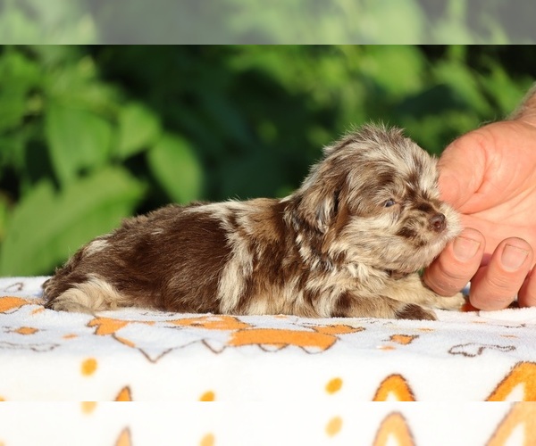 Medium Photo #7 ShihPoo Puppy For Sale in DYERSBURG, TN, USA