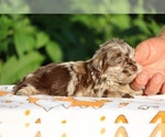 Small #6 ShihPoo