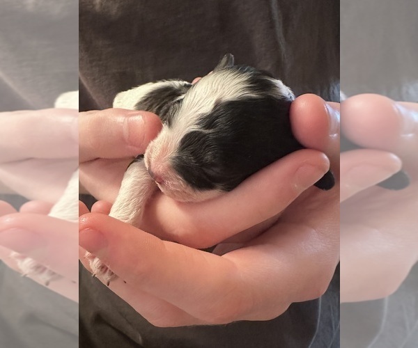 Medium Photo #2 Cavapoo (Miniature) Puppy For Sale in MEDFORD, OR, USA