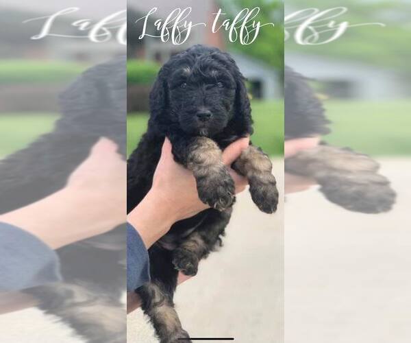 Medium Photo #11 Bernedoodle Puppy For Sale in BENTON, KY, USA
