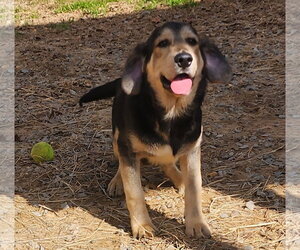 Mutt Dogs for adoption in Wetumpka, AL, USA