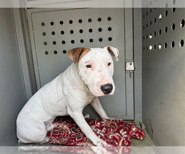 Medium Photo #1 Bull Terrier Puppy For Sale in Downey, CA, USA