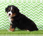Small Photo #2 Bernese Mountain Dog Puppy For Sale in FREDERICKSBG, OH, USA