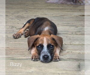 Mutt Dogs for adoption in Bethesda, MD, USA
