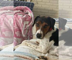 Mutt Dogs for adoption in Oakhurst, NJ, USA