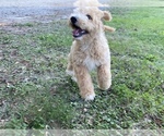 Small Photo #17 Goldendoodle Puppy For Sale in CANON, GA, USA