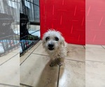 Small Mutt