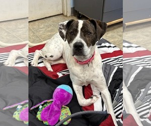 American Pit Bull Terrier-Labrador Retriever Mix Dogs for adoption in Rustburg, VA, USA