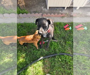 Mila - Female Labrador Retriever-Unknown Mix Dog for Adoption - Photo #7