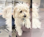 Small #3 Maltipoo (Miniature)