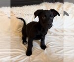 Small #4 Dachshund-Labrador Retriever Mix