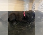 Small Photo #2 Mastador Puppy For Sale in MONTGOMERY, IN, USA