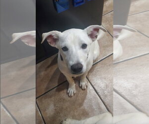 Labrador Retriever-Unknown Mix Dogs for adoption in San Diego, CA, USA