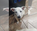Small Labrador Retriever Mix
